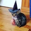 okittykat